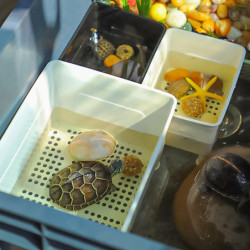 Turtle Tank Box with Suction Cups Separators Tool Multifunctional Area