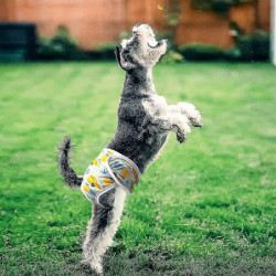 Pcs De 3 couches Laveables Réutilisables Pour Chien, Physiologi Chien Très Absorbant