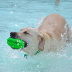 Dog Chew Toothbrush Dog Water Floating Toy Squeaky Dog Molar Toy Teeth Cleaning Chew Stick Puppy Dental Care [...]