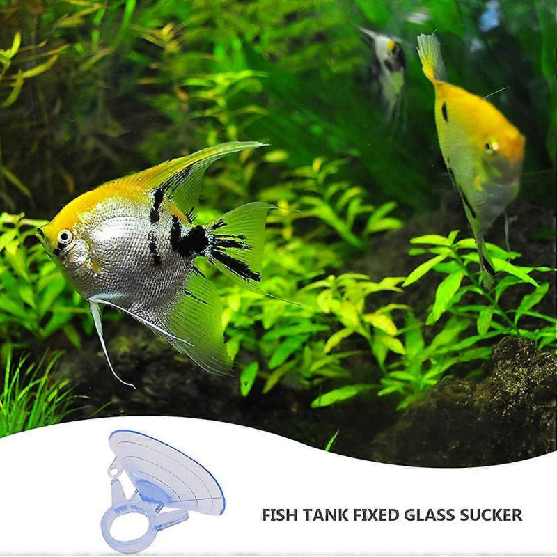 12 Pcs Air Plant Stand,Fish Tank Vacuum Suction Cups with Loops for Plants Hanging on Glass Windshi