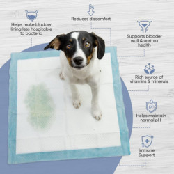 Aide urinaire Animigo pour chien - Poudre de mannose D, racine de guimauve, canneberge, astragale, poudre de [...]