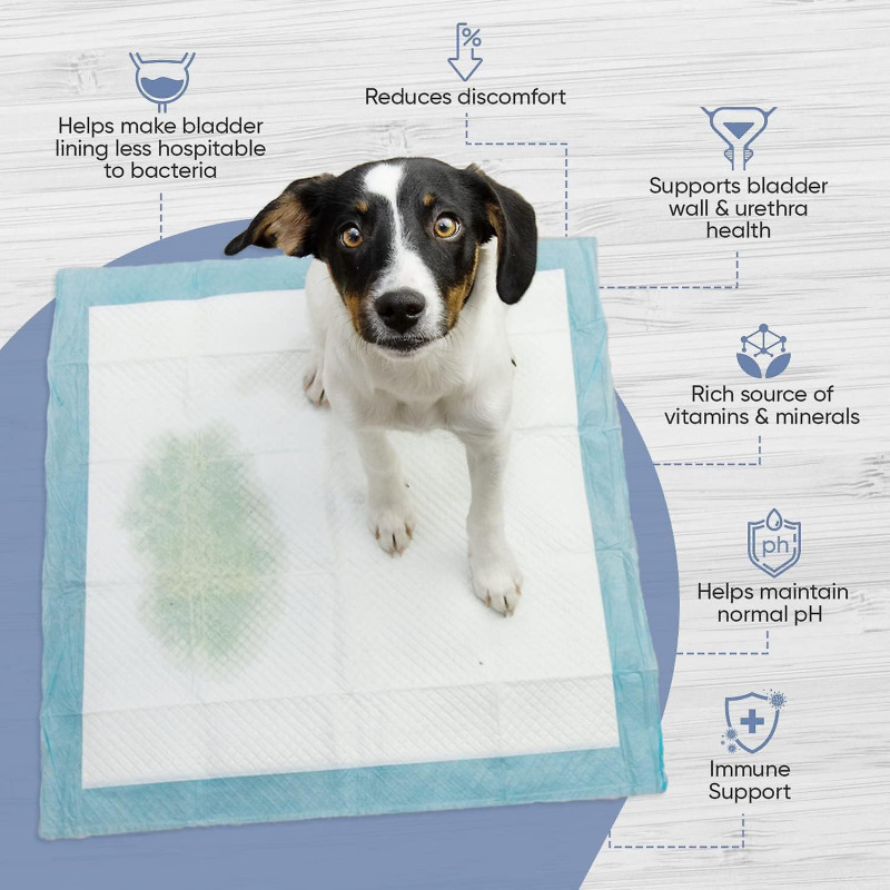 Aide urinaire Animigo pour chien - Poudre de mannose D, racine de guimauve, canneberge, astragale, poudre de [...]