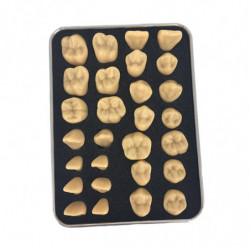 Resin Fake Teeth-dental Kit For Temporary Fixing The Missing Teeth Teaching Resin Fake Teeth-dental Kit For Temporary Fixing The Missing Teeth Teaching