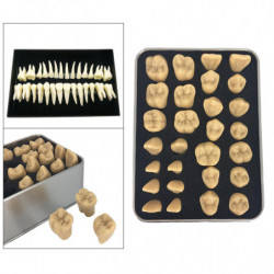 Resin Fake Teeth-dental Kit For Temporary Fixing The Missing Teeth Teaching Resin Fake Teeth-dental Kit For Temporary Fixing The Missing Teeth Teaching