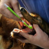 Dog Toothbrush, Dog Toothbrush For Pet Dental Care, Triple Head Toothbrush, Easy From Sugoumei