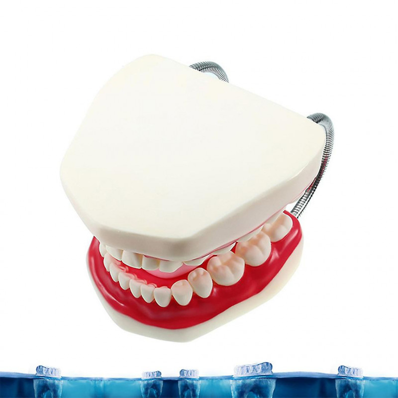 Modèle de démonstration d’enseignement des soins dentaires pour enfants