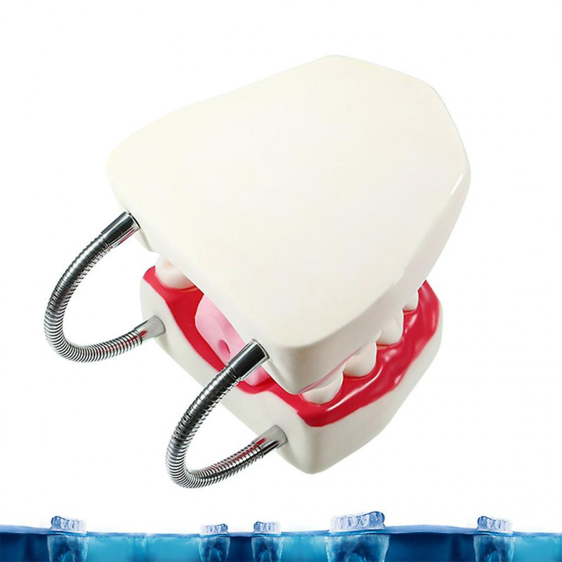 Modèle de démonstration d’enseignement des soins dentaires pour enfants