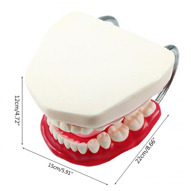 Modèle de démonstration d’enseignement des soins dentaires pour enfants