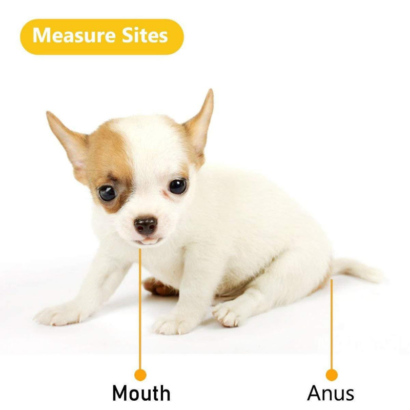 Pet Thermomètre électronique Thermomètre numérique Thermomètre rectal rapide Thermomètre