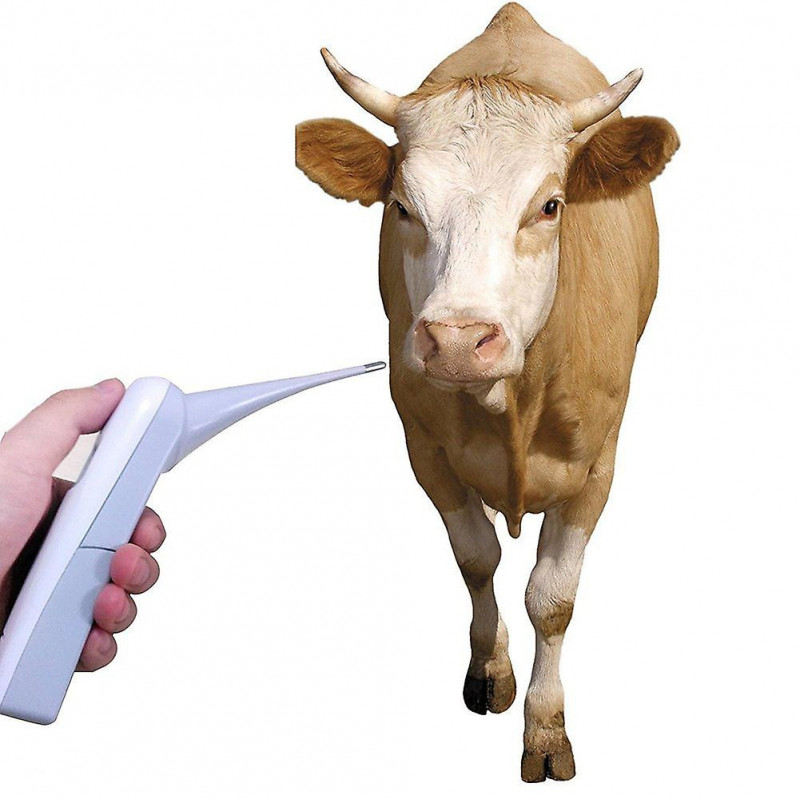 Pet Thermomètre électronique Thermomètre numérique Thermomètre rectal rapide Thermomètre