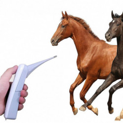 Pet Thermomètre électronique Thermomètre numérique Thermomètre rectal rapide Thermomètre