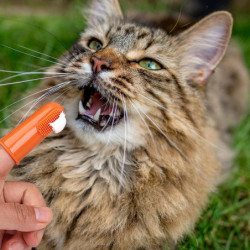 Dentifrice pour animaux de compagnie avec brosse à dents, Dentifrice pour chien pour chat, Dentifrice pour chien [...]