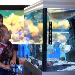 10 Pcs Autocollant Numéros Fish Tank Bande Adhésif Thermomètre Bandes Bâton Thermomètre