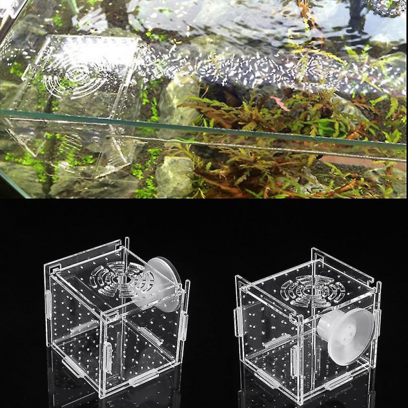 Fish Breeding Box Aquarium Small Incubator With Suction Cup For Newborn Shrimp