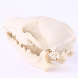 10x Aquarium Terrarium Fish Tank Skulls Replica Bone Home Room Ornament