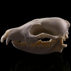 10x Aquarium Terrarium Fish Tank Skulls Replica Bone Home Room Ornament