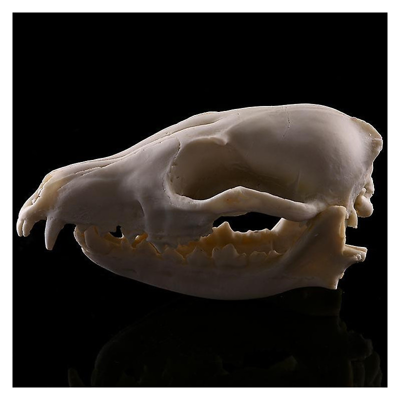 10x Aquarium Terrarium Fish Tank Skulls Replica Bone Home Room Ornament