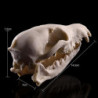 10x Aquarium Terrarium Fish Tank Skulls Replica Bone Home Room Ornament