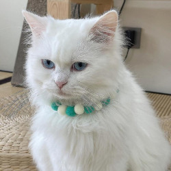 Chien Noeud papillon Arc-en-ciel Chat Collier Boule de poils Anniversaire Anniversaire Fête de Noël Chiot [...]