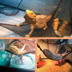 4 Pieces Reptile Hammock, , Lizard, Triple-cornered, Toys With Suction Cups