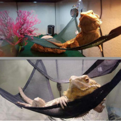 4 Pieces Reptile Hammock, , Lizard, Triple-cornered, Toys With Suction Cups
