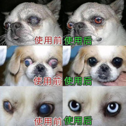 Tib Dog Cact Eye Drops 20ml Treat Cat Pet Elderly Dog Y Keratitis To Tear S Pet Eye Drop