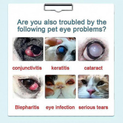 Tib Dog Cact Eye Drops 20ml Treat Cat Pet Elderly Dog Y Keratitis To Tear S Pet Eye Drop