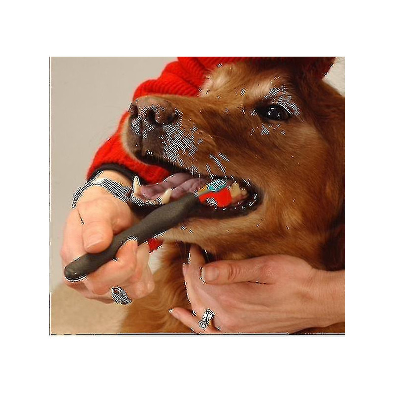 Pet Toothbrush Teddy Dog Toothbrush Addition Bad Breath Tartar Teeth Care Dog Cat Cleaning Supplies