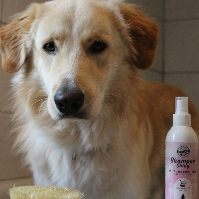 Bellfor Shiny Dog Shampoo pour pelage brillant pour chiens