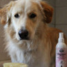 Bellfor Shiny Dog Shampoo pour pelage brillant pour chiens