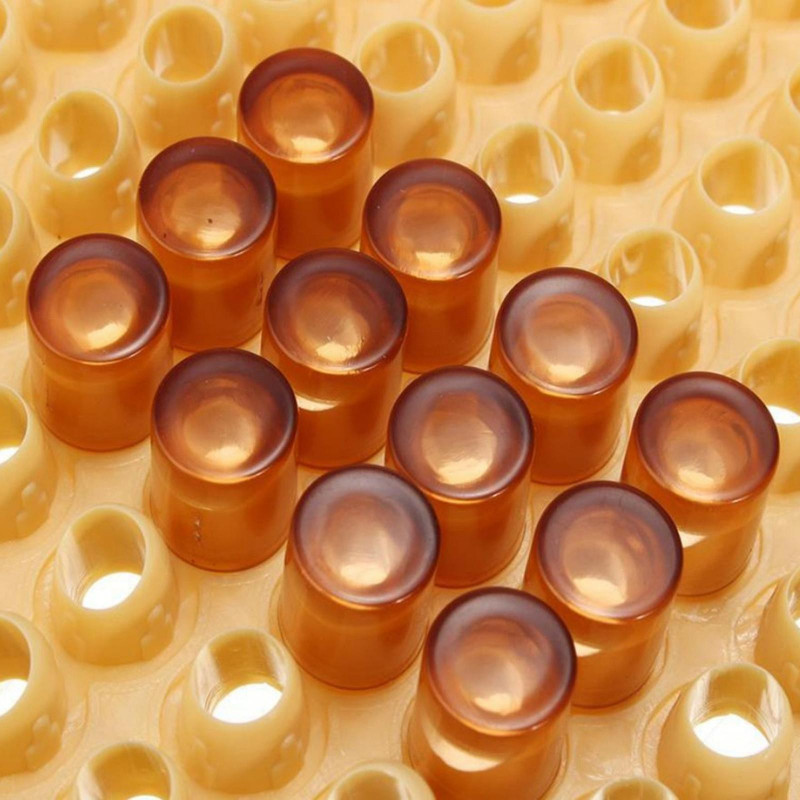 Queen Rearing Box System Kit For Bee Breeding Beekeeping Cage Cell Cup Tools