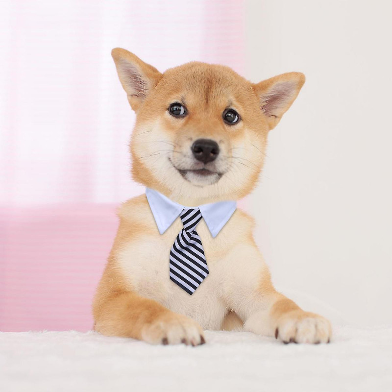 Mini Hat Dog Graduation Costume Dog Graduation Photo Props Dog Graduation Hat Pet Grad Hat Graduation Hat Pet [...]