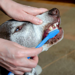 Kit de brossage des dents de chien de 10 pièces, brosse à dents pour animaux de compagnie à double tête, brosse à [...]