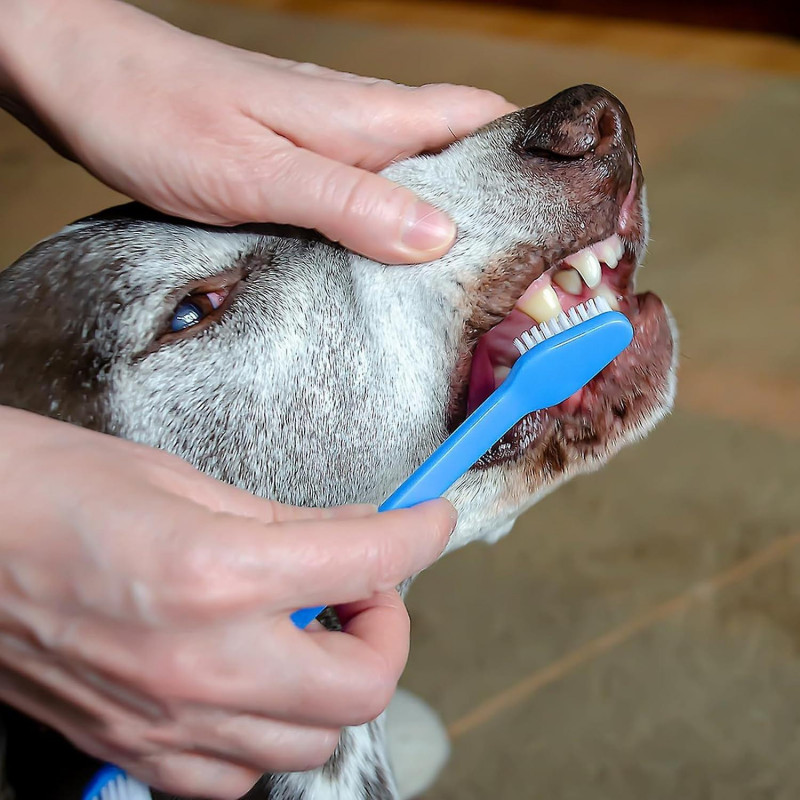 Kit de brossage des dents de chien de 10 pièces, brosse à dents pour animaux de compagnie à double tête, brosse à [...]