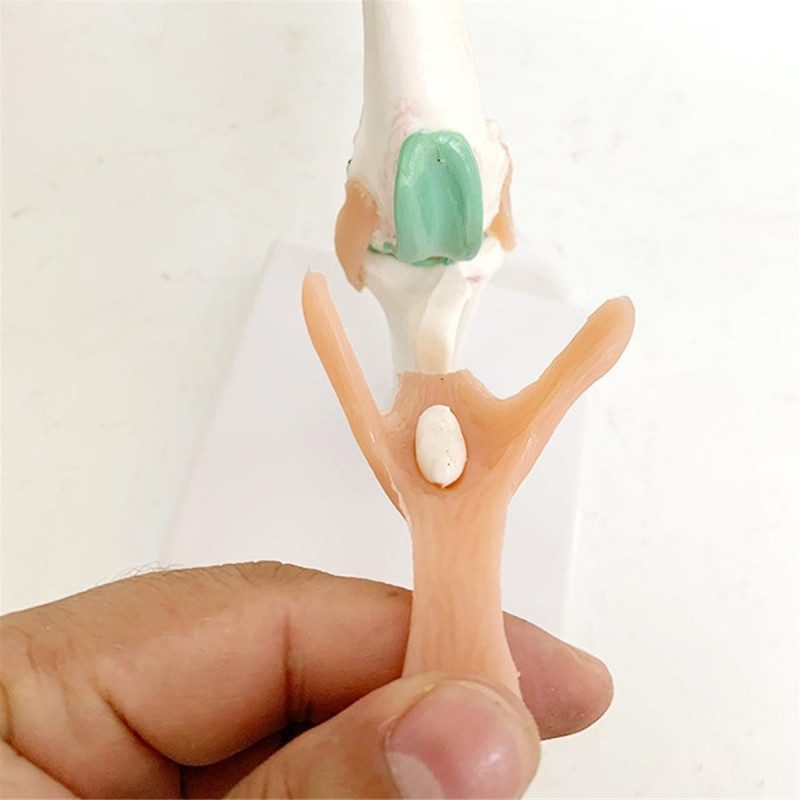 Modèle de squelette de chien, articulation du genou de chien, articulation de chien, modèle de fonction [...]