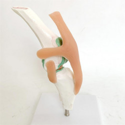 Modèle de squelette de chien, articulation du genou de chien, articulation de chien, modèle de fonction [...]