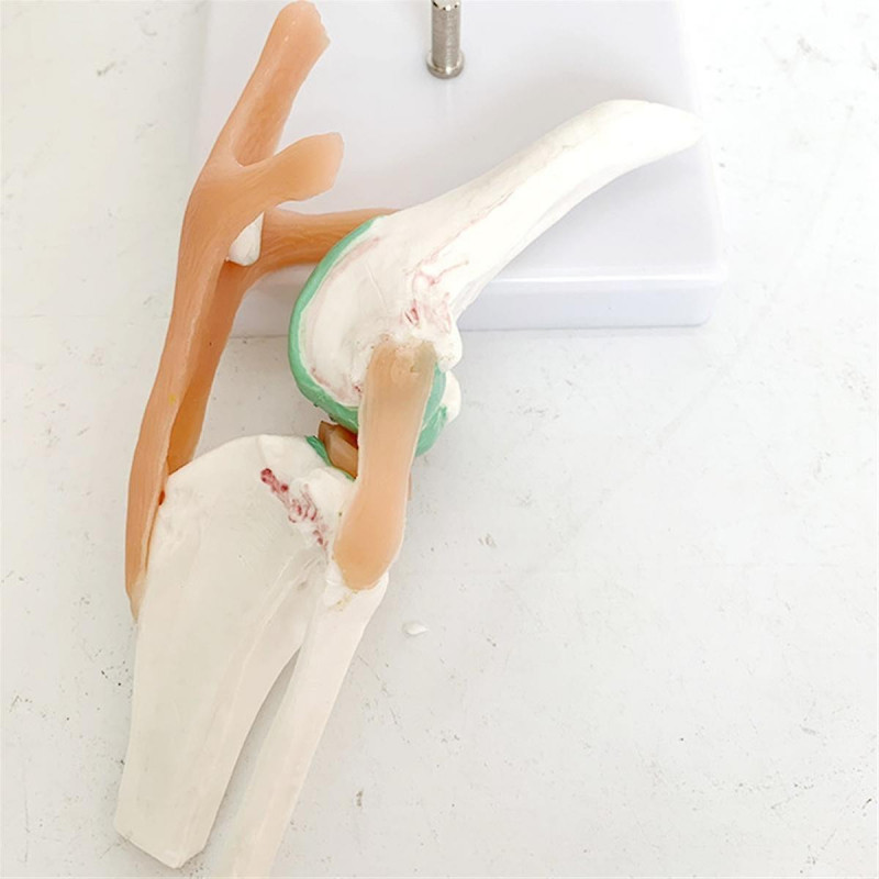 Modèle de squelette de chien, articulation du genou de chien, articulation de chien, modèle de fonction [...]