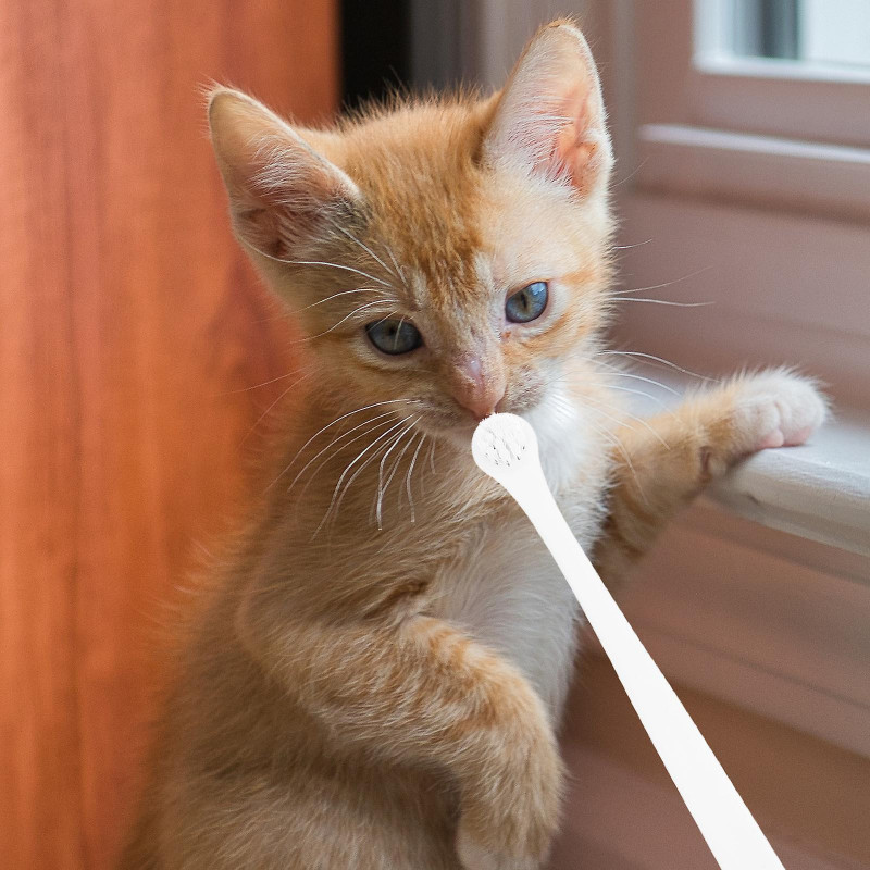6Pcs Household Kitten Toothbrushes Portable Dog Toothbrushes Convenient Cat Toothbrushes