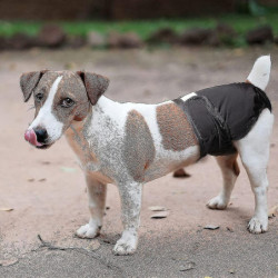 Pack Of 3 Reusable Washable Dog Diapers, Highly Absorbent Dog Physiological Pants Sanitary Diaper Pet Harassment [...]