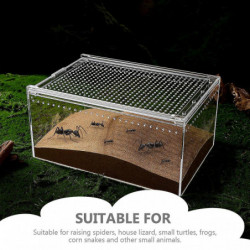 Creative Feed Bin Small Breeder Box Reptiles Enclosure Snail Feed Bin Enclosure for Insect Creative Feed Bin Small Breeder Box Reptiles Enclosure Snail Feed Bin Enclosure for Insect