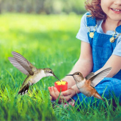 Handheld Hummingbird Feeders Plastic Mini Hand Feeding Tools(red,4pcs) Handheld Hummingbird Feeders Plastic Mini Hand Feeding Tools(red,4pcs)