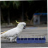 2pcs Pigeon Trough Food Containers Grand Container Containers pour Food Bird Feeder Plastic Feeding Tray Parrots [...]