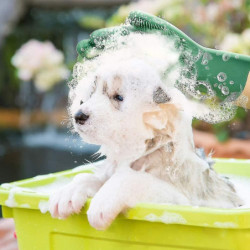 Fournitures pour animaux de compagnie Gants en silicone de nettoyage, anticorrosion et durables, pratiques et [...]