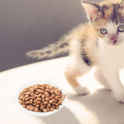 2 Pc Stainless Steel Pet Bowls Pet Accessories Dog Bowl Pet Bowl Pet Supplies 2 Pc Stainless Steel Pet Bowls Pet Accessories Dog Bowl Pet Bowl Pet Supplies