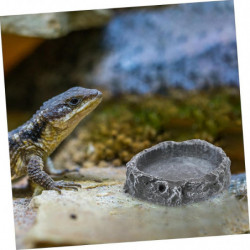 Lizard Terrarium 4pcs Feeding Utensils Terrarium Water Dish Reptile Feeding Glass Food Containers Pet Food [...]