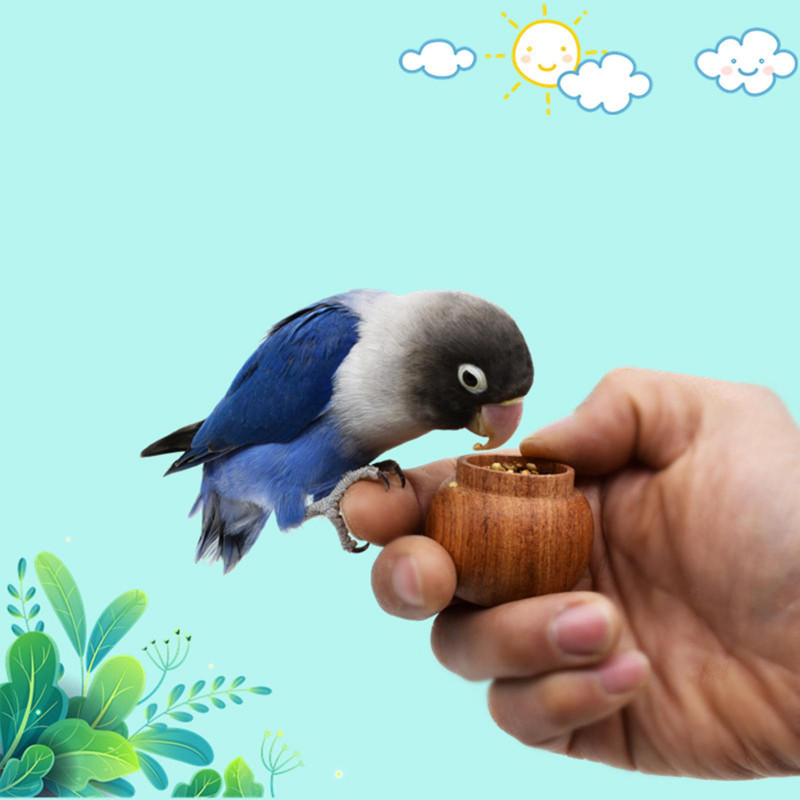 Dressage d’oiseaux Mangeoire à main Pot de nourriture Porte-nourriture en bois naturel Aliments pour oiseaux