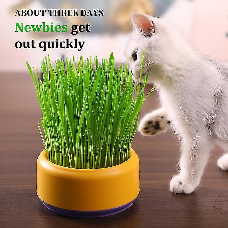 Cat Snack Planting Hydroponic Container Cat Grass Planting Bowl Without Soil
