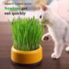 Cat Snack Planting Hydroponic Container Cat Grass Planting Bowl Without Soil