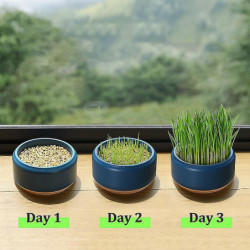 Cat Snack Planting Hydroponic Container Cat Grass Planting Bowl Without Soil