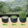 Cat Snack Planting Hydroponic Container Cat Grass Planting Bowl Without Soil
